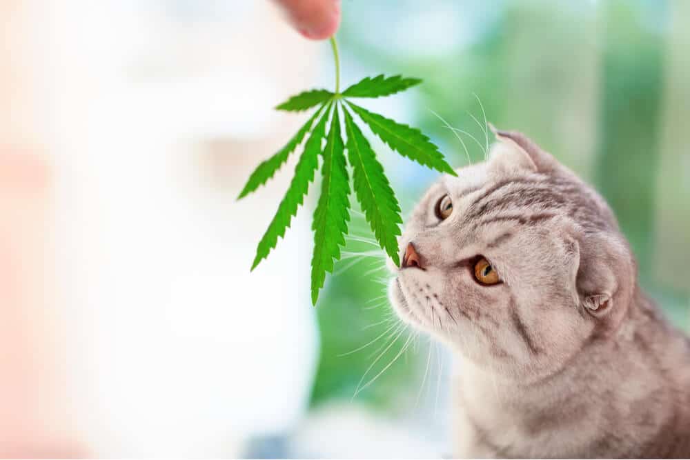 CBD-olie voor katten die aan cannabisblad snuffelen