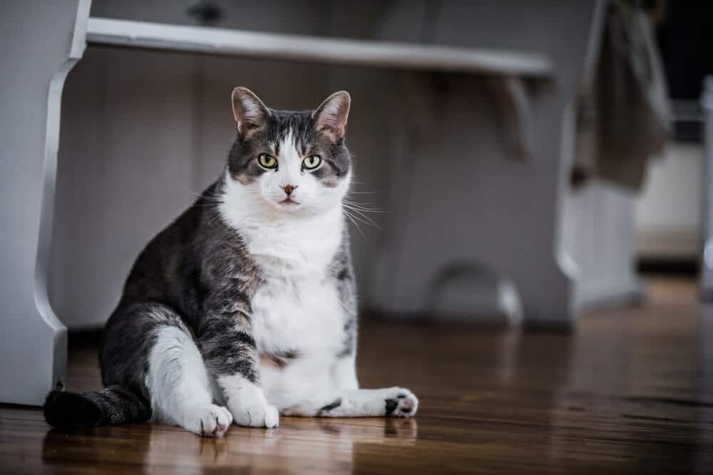 zwaarlijvige kat