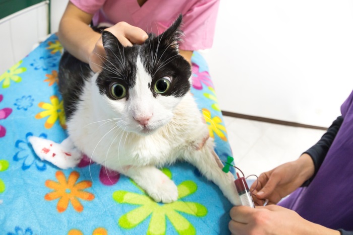 Cat bloedtransfusies: procedure, kosten, slagingspercentage en herstel