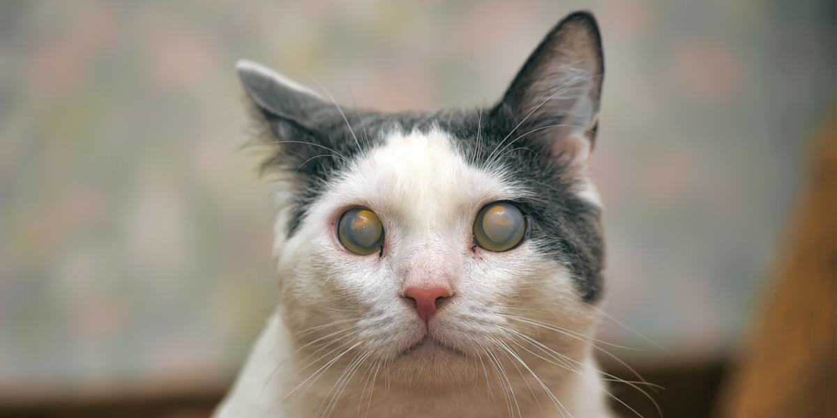 Cataract bij katten: oorzaken, symptomen, behandeling