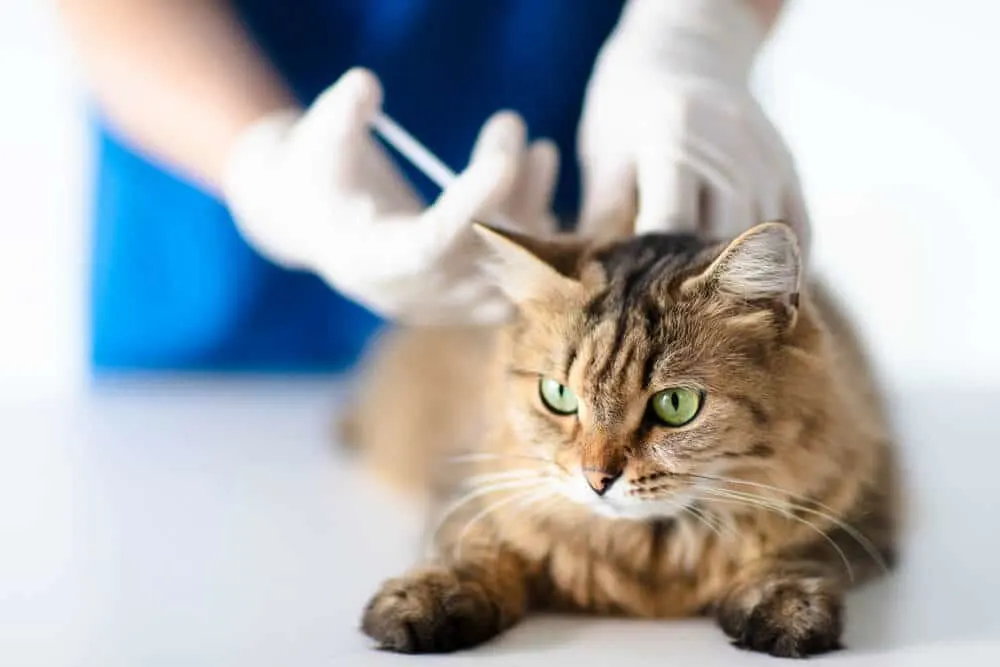 Cerenia voor katten injectie