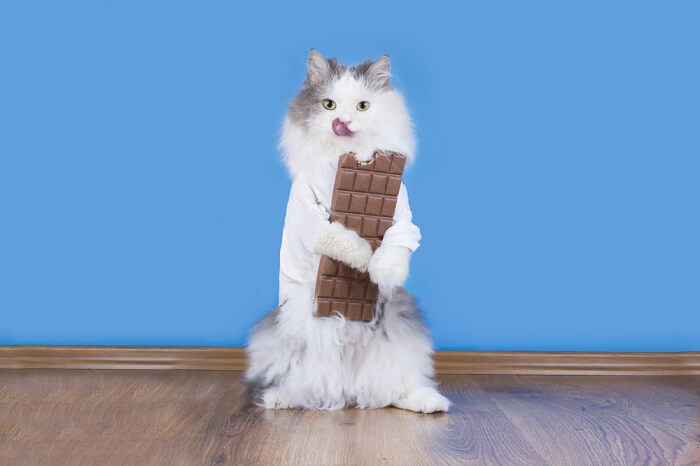 kat die een chocoladereep vasthoudt