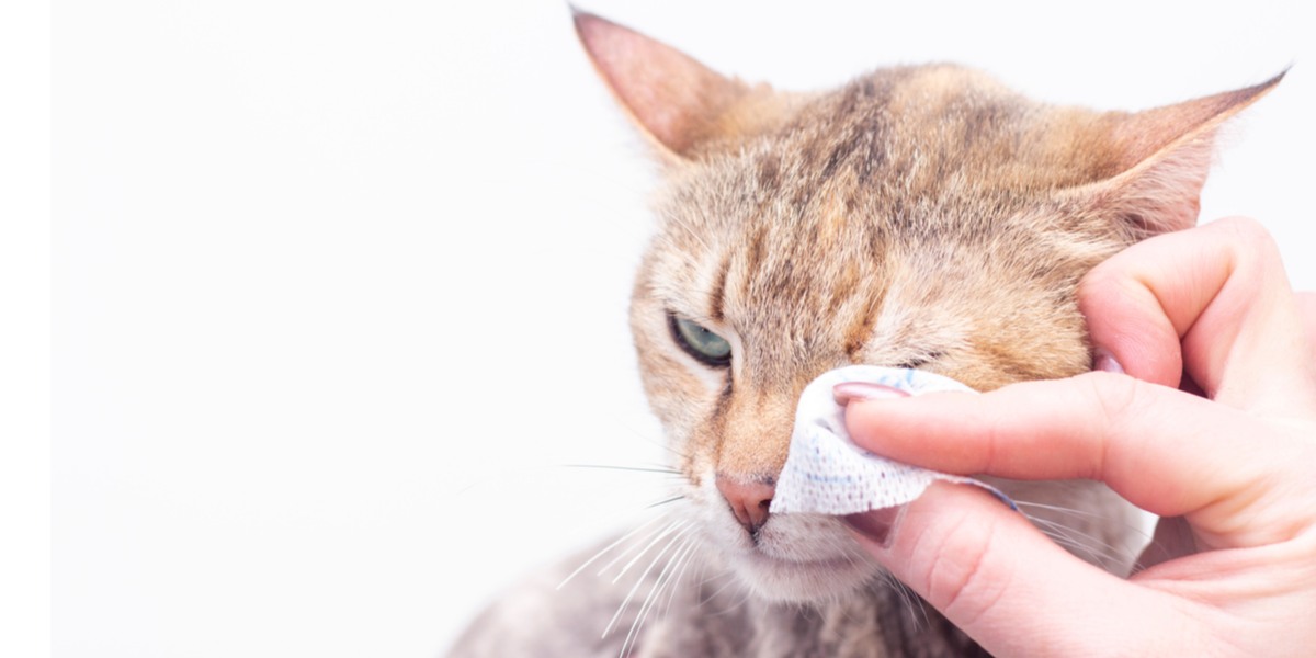 Conjunctivitis bij katten: oorzaken, symptomen, &behandeling