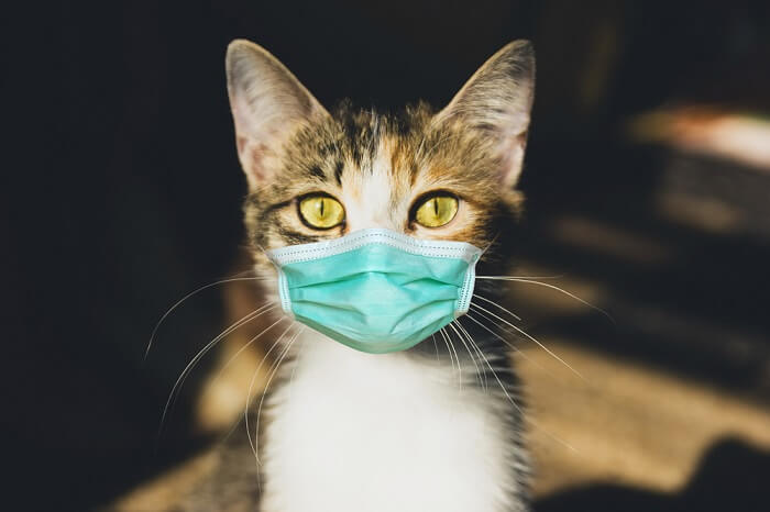 Coronavirus bij katten (Covid-19): oorzaken, symptomen, &behandeling