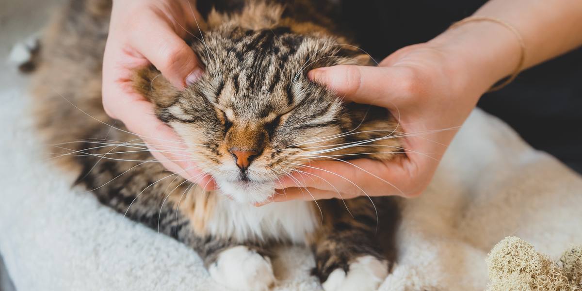 De 4 belangrijkste voordelen van chiropractische zorg voor katten