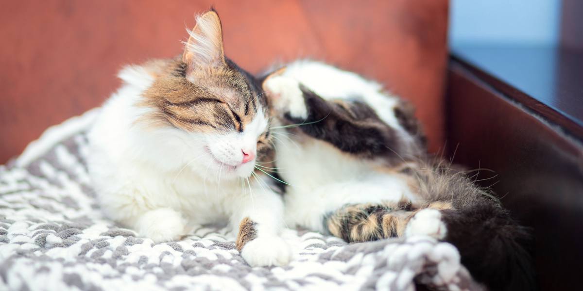 De 6 beste vlooienshampoos voor katten