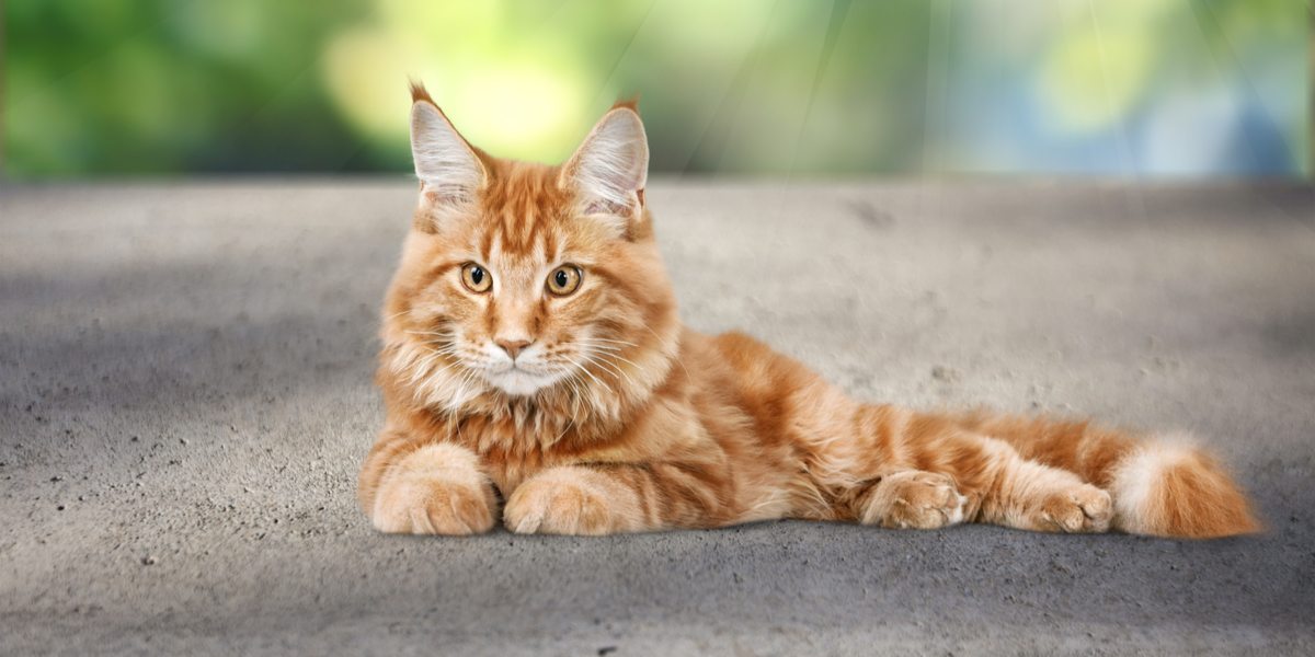 De 600 beste mannelijke kattennamen – Vind de perfecte match van uw kat