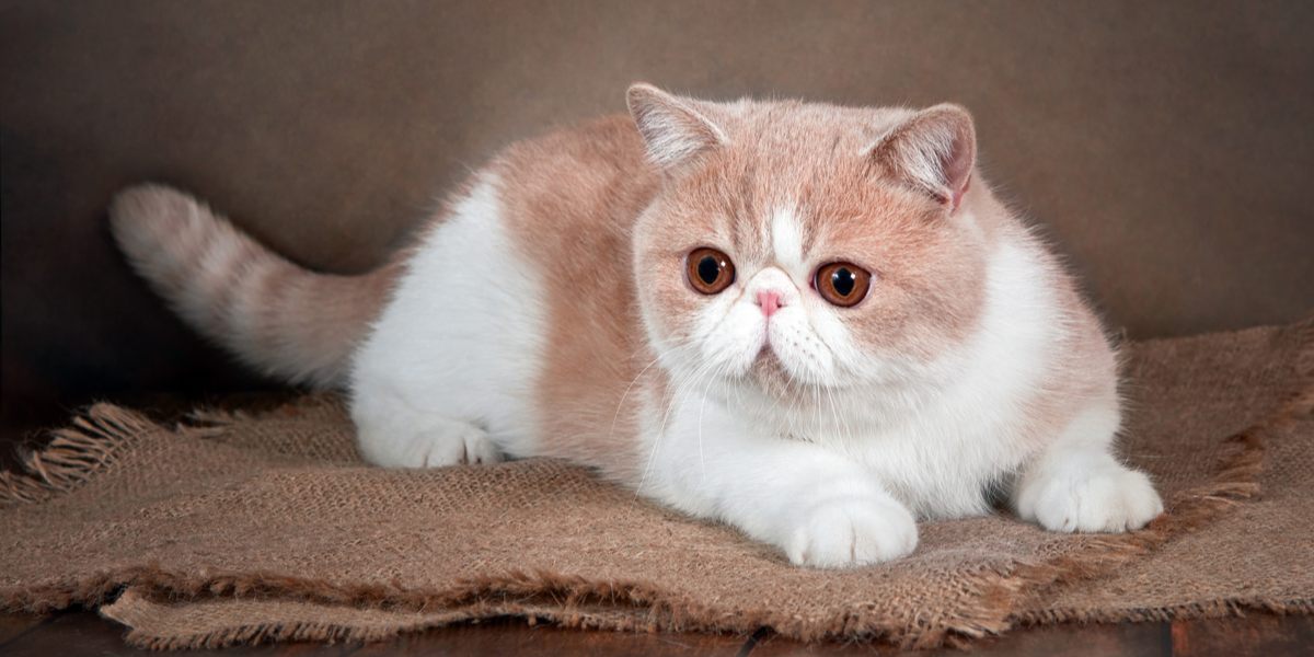 De 7 meest schattige kattenrassen met een plat gezicht