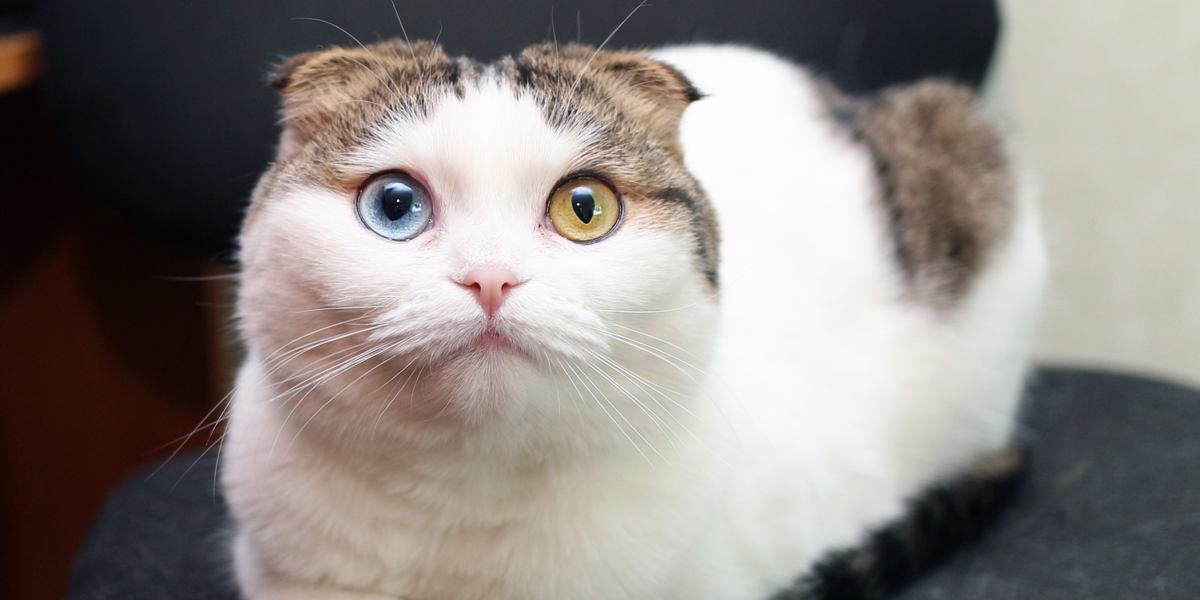 De 7 soorten oogkleur bij katten