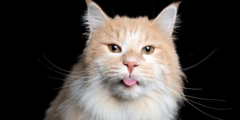 De 70 meest unieke kattennamen voor je katachtige vriend
