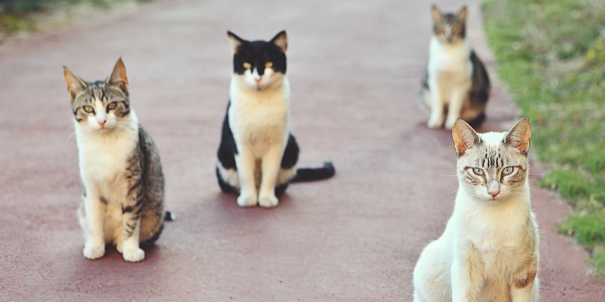De 9 vriendelijkste en mooiste kattenrassen ter wereld