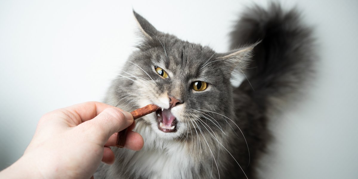 Kat die een traktatiestokje eet