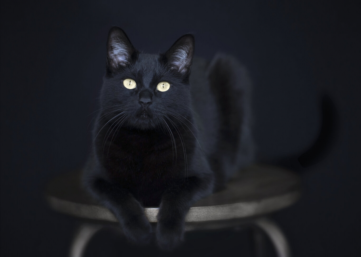 spirituele betekenis van zwarte katten
