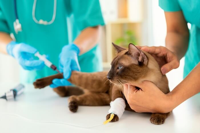 Denamarin voor katten: Overzicht, Dosering & Bijwerkingen