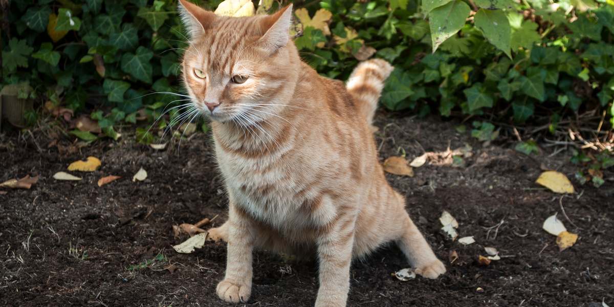 Door dierenarts goedgekeurde kattenkrukkaart: de poep van uw kat decoderen