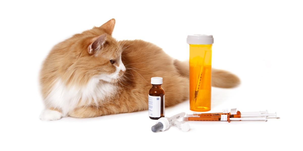 Drug vergiftiging bij katten: oorzaken, symptomen, & behandeling