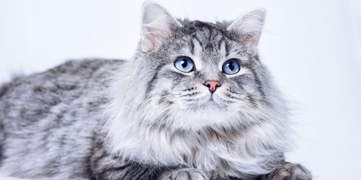 Felimazole voor katten: Overzicht, Dosering &bijwerkingen