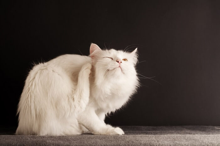 Fenbendazol voor katten: Overzicht, Dosering &bijwerkingen