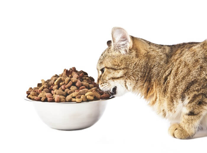 FortiFlora Probiotische voor katten: Overzicht, Dosering