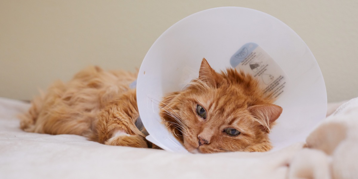 Hartaanvallen bij katten: oorzaken, symptomen & behandeling