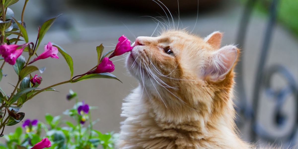 Hebben katten een goed reukvermogen?