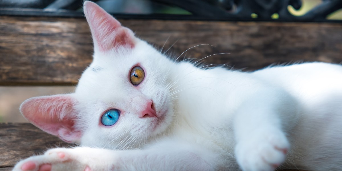 Heterochromie bij katten: katten met verschillend gekleurde ogen