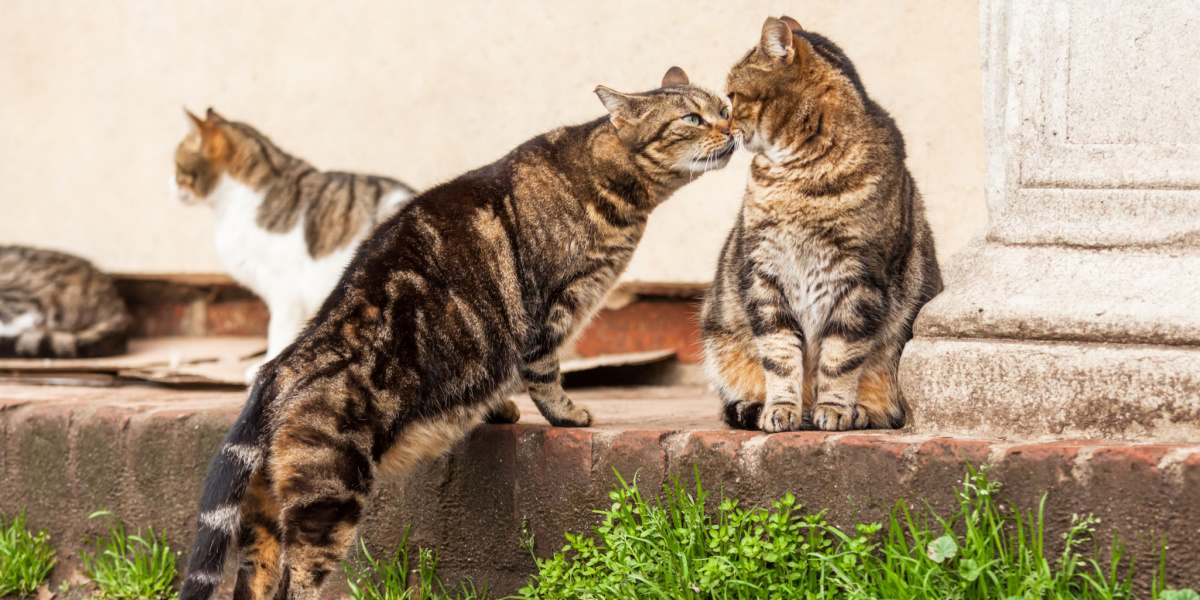 Hoe communiceren katten met elkaar? Een dierenarts legt uit