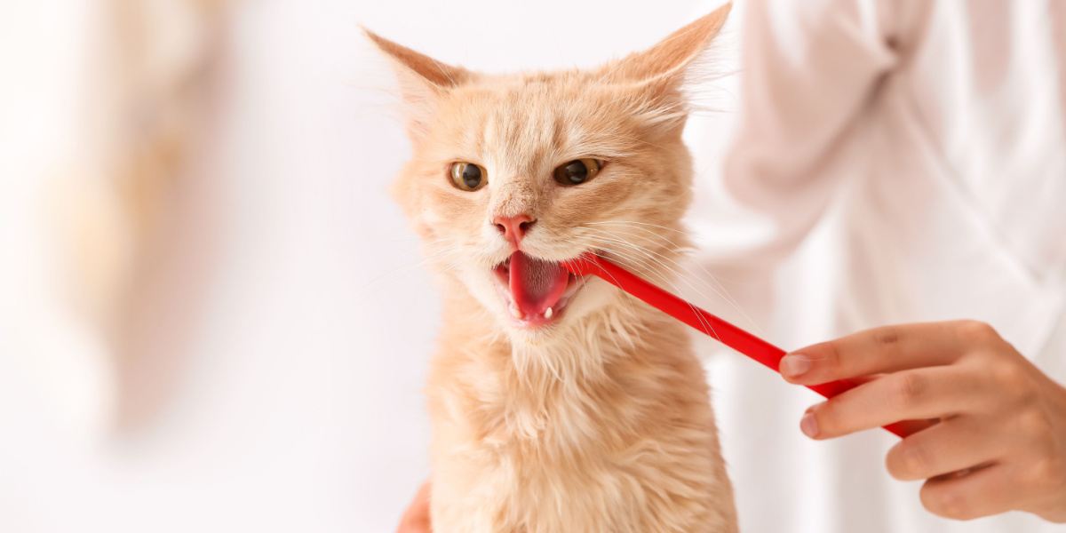 Hoe de tanden van uw kat te poetsen