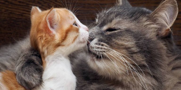 Hoe een nieuw kitten aan een oudere kat te introduceren