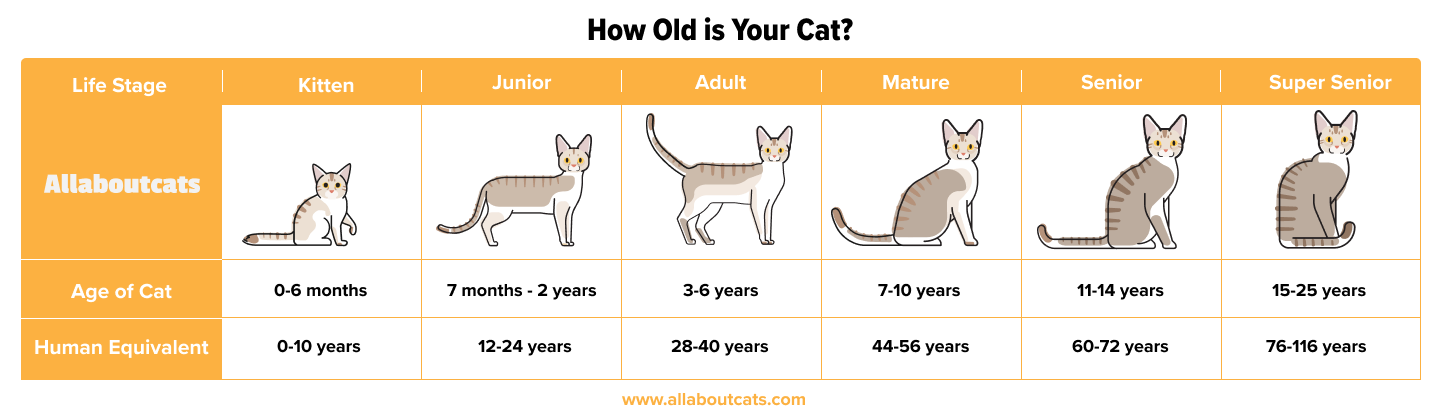 Cat Leeftijd grafiek