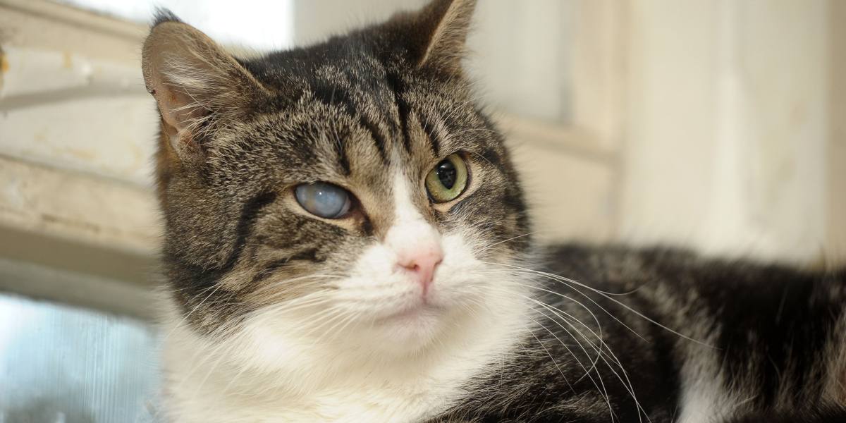 Hoe progressieve retinale atrofie katten beïnvloedt