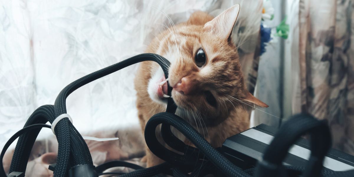 Hoe te voorkomen dat een kat op elektrische snoeren kauwt