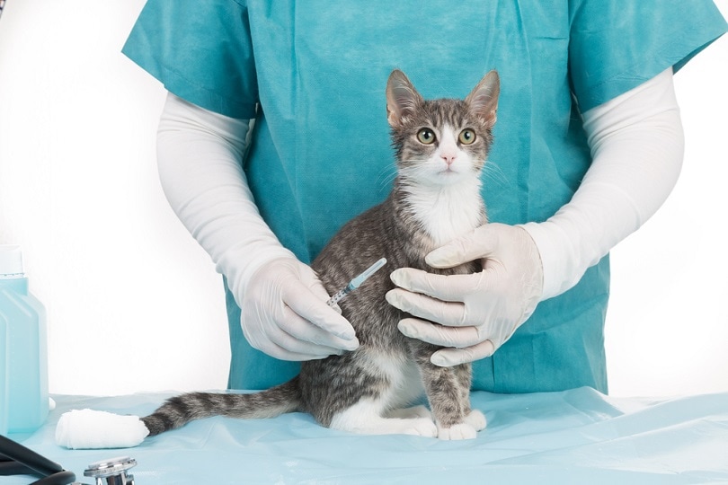 Vaccinatie van katten