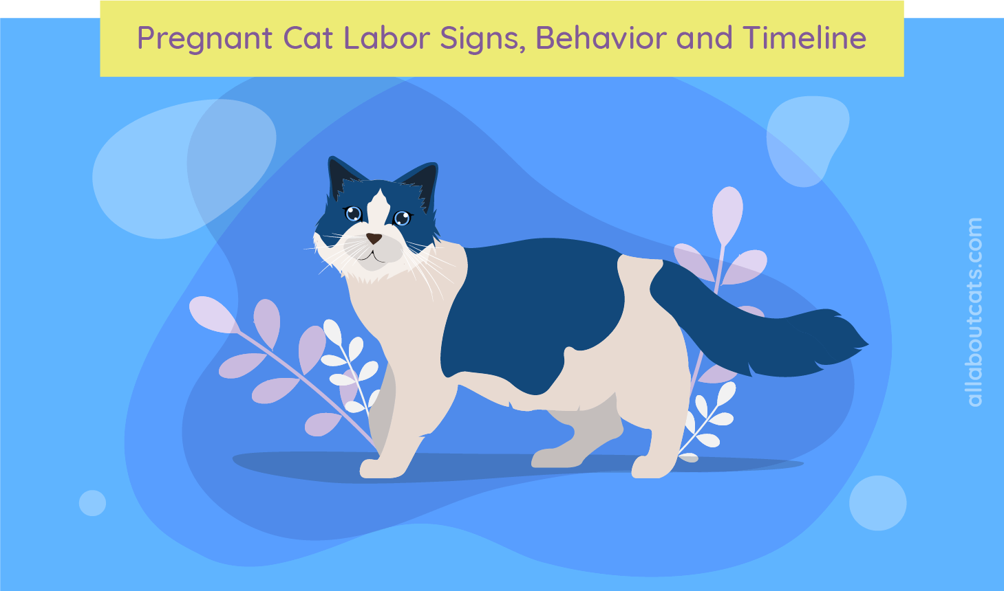 Hoe te zien of een kat zwanger is: weeëntekens, gedrag en tijdlijn