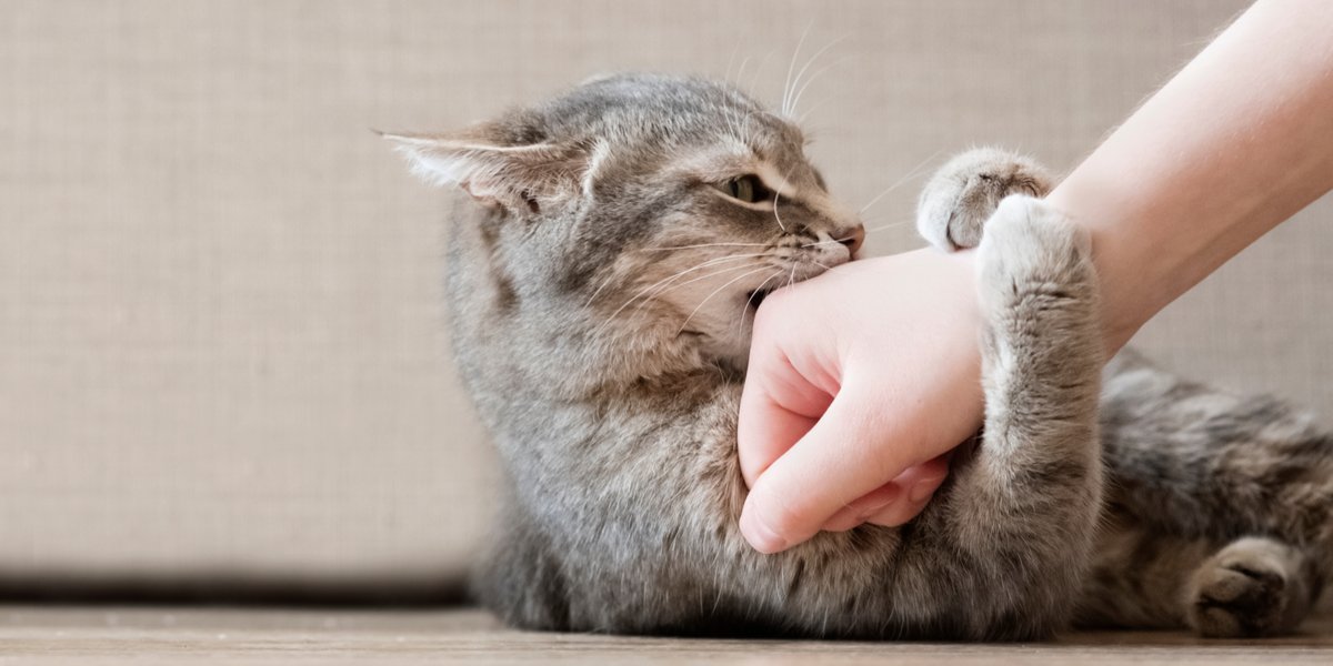 Hoe u uw kat kunt trainen om niet te bijten