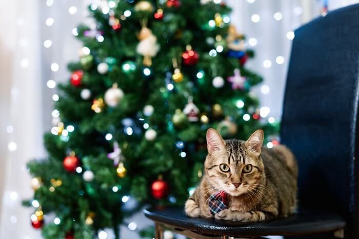 feestelijke kat die voor een versierde kerstboom zit