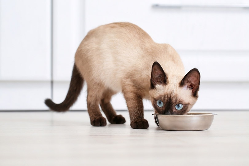 siamese kat eet thuis voedsel uit kom