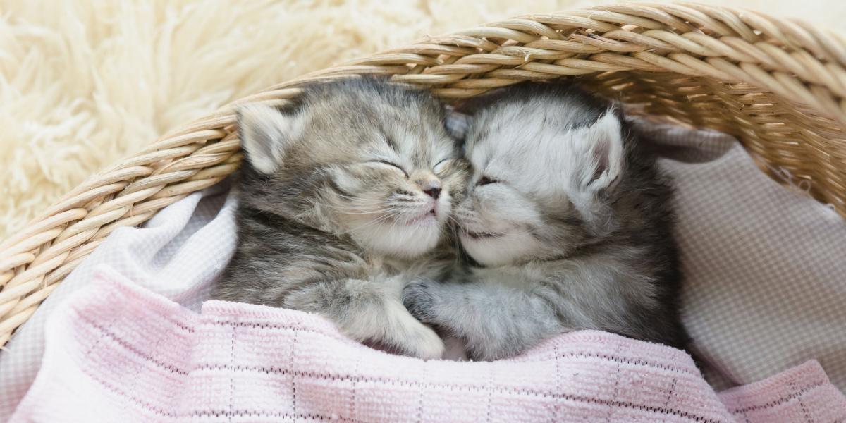 Hoeveel uur slapen kittens?