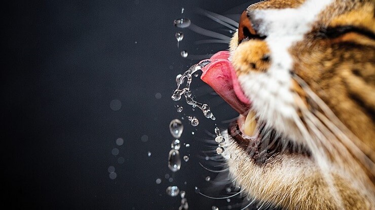Hoe een kat meer water te laten drinken