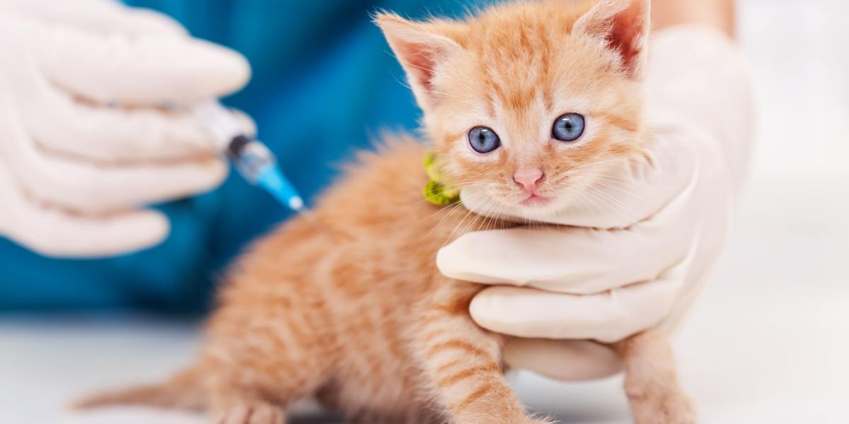 Hondenziekte vaccin voor katten (Schema, Kosten &bijwerkingen)