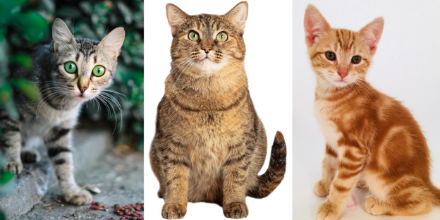 Identificatie van de 5 soorten Tabby Cat-markeringen