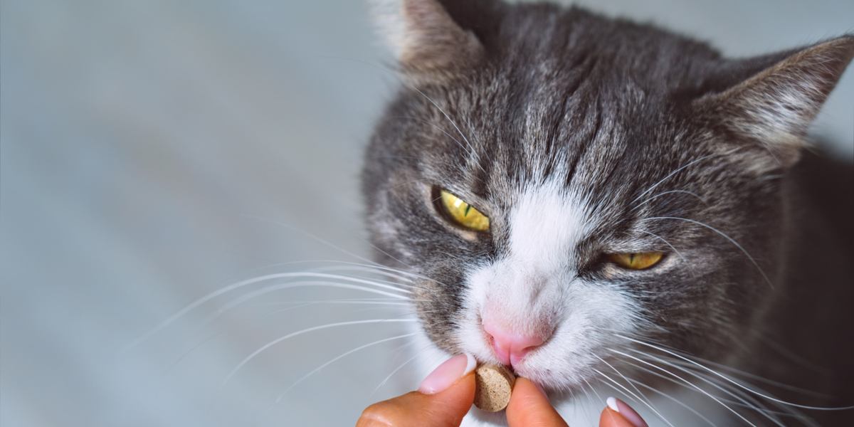 Interceptor voor katten: Overzicht, Dosering &bijwerkingen