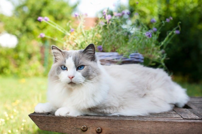 ragdoll kat die in de zomer ontspannen in de tuin ligt