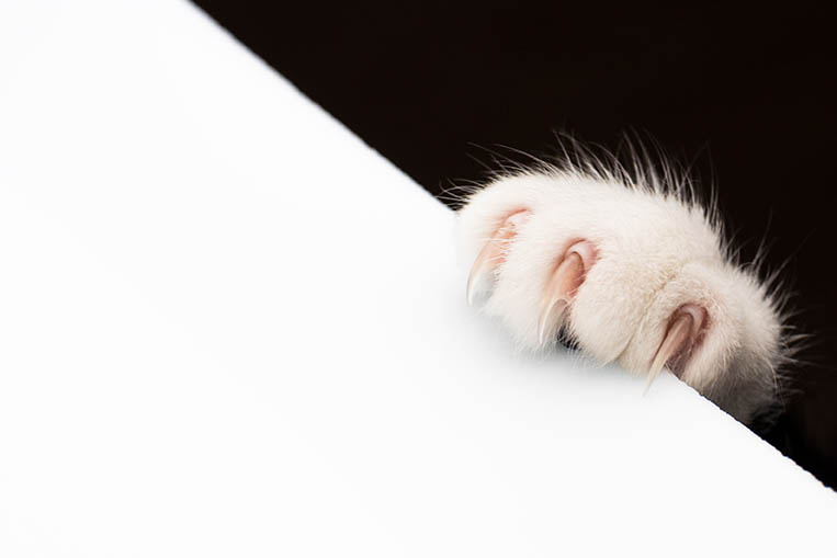 Poot van een kat met nagels
