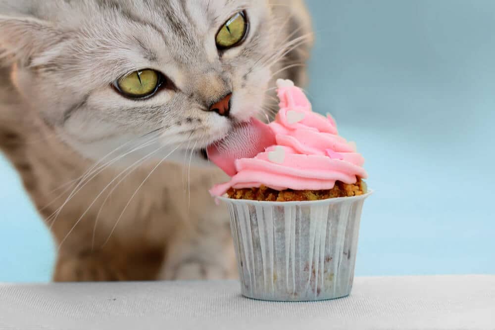 Tabby kat likt roze glazuur op een cupcake