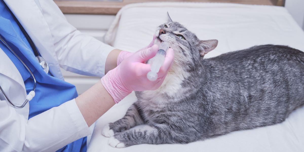 Itraconazol voor katten: Overzicht, Dosering > Bijwerkingen