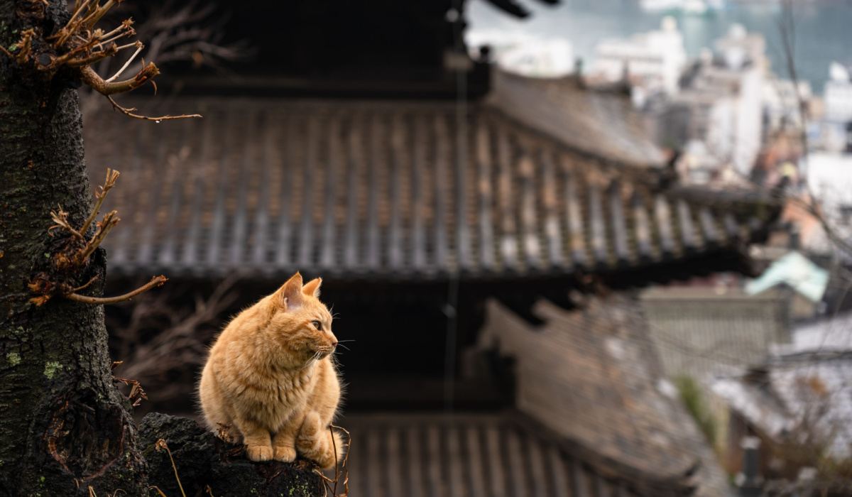 Japanse kattennamen - 101 exotische namen voor katten met betekenissen