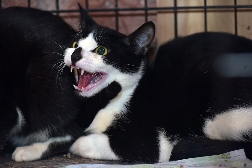 agressieve kat in een kooi