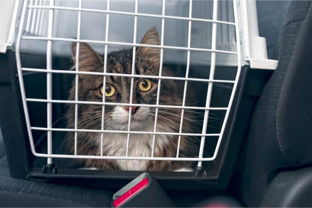 Kat in reismand in auto