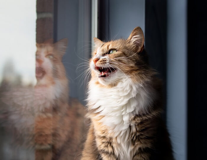 kat tjilpen bij een raam